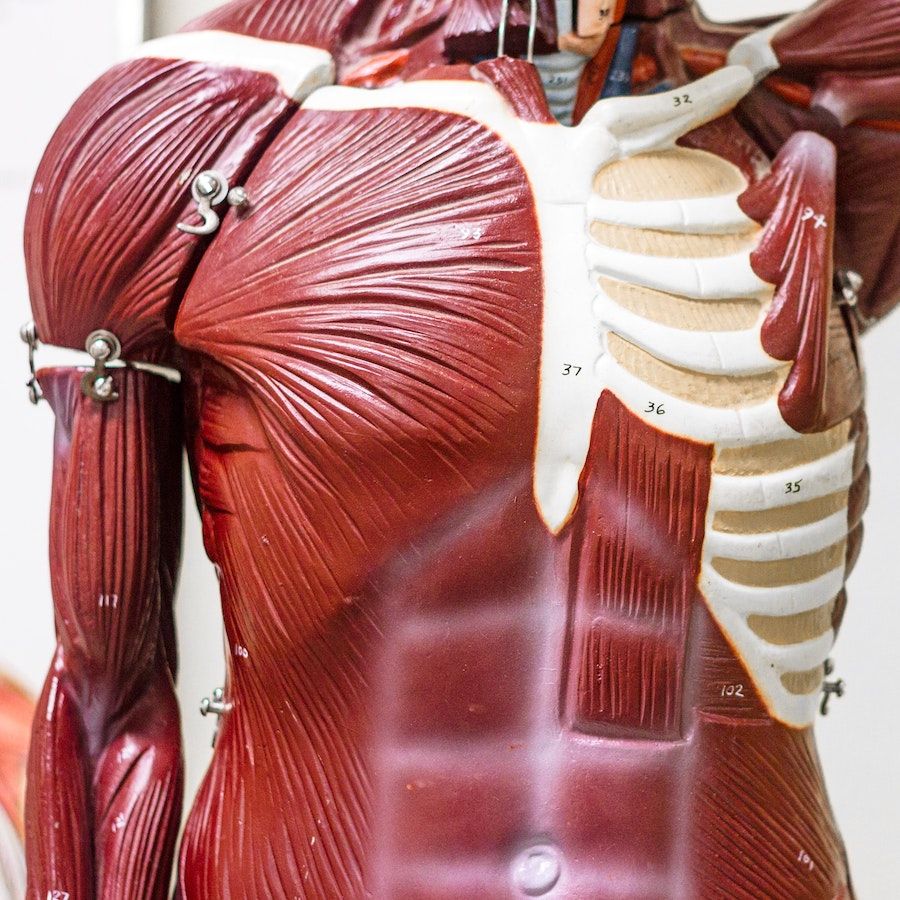 Learn about the Muscular system